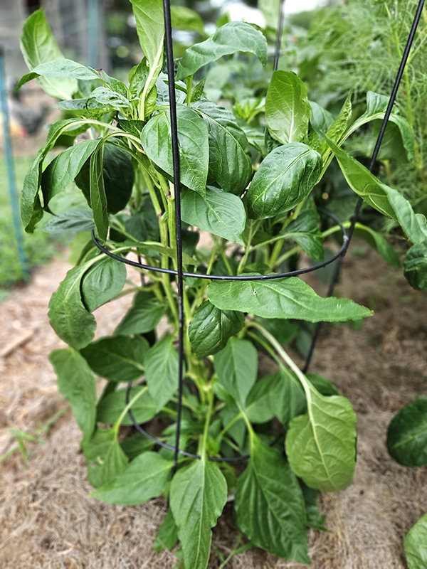 A pepper plant without any blooms