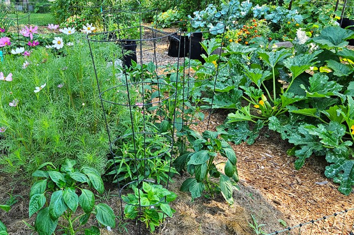 Breaking Gardening Rules – Why I Go Against 5 Common “Rules”
