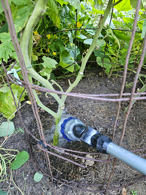 Water at the base of a tomato plant - Breaking Gardening Rules