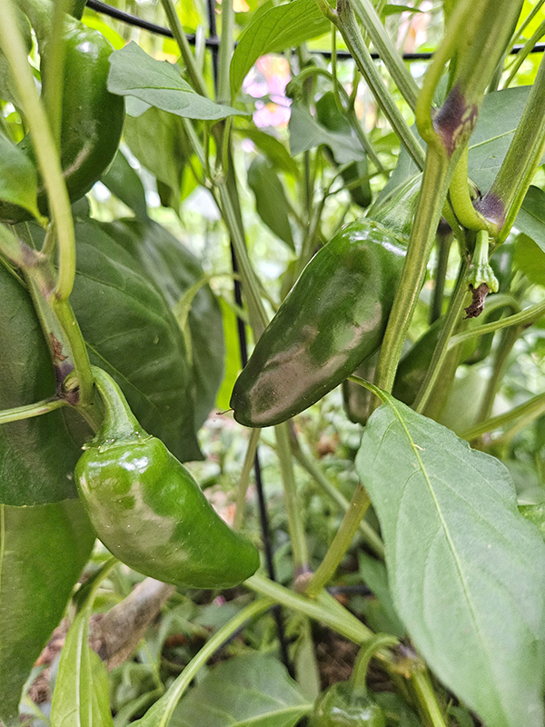Hybrid Nadapeno peppers - Breaking Gardening Rules