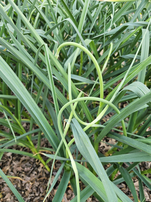 Garlic scapes growing on a plant