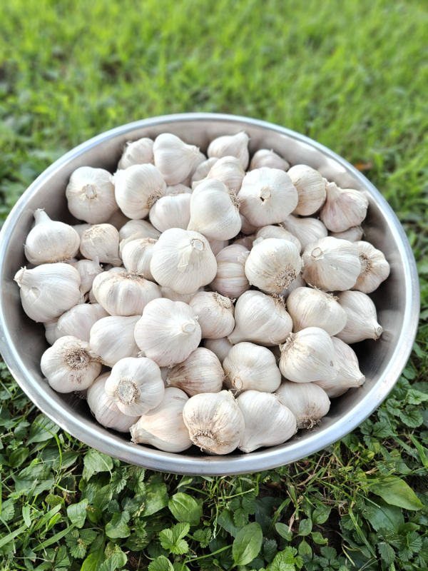A bowl of harvested and cleaned garlic bulbs
