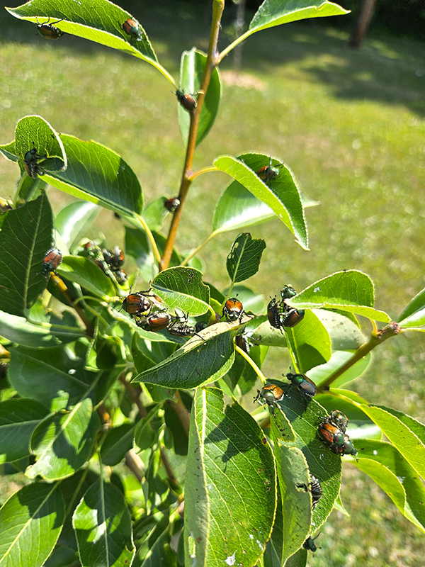 Loads of japanese beetles on a young tree