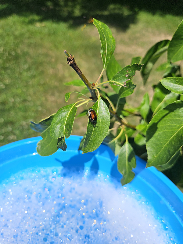 A bug about to get dropped into a blue bucket of soapy water