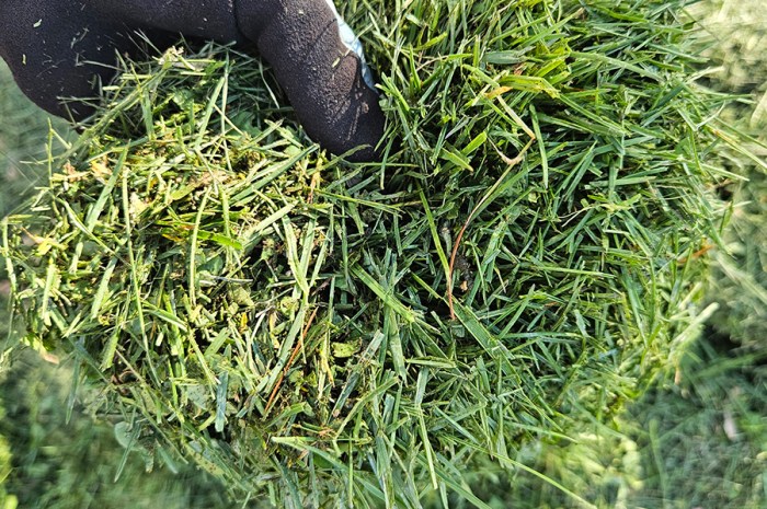 Grass Clippings As Garden Mulch – Protect Your Vegetables & Soil