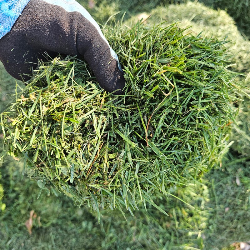 A handful of fresh grass clippings