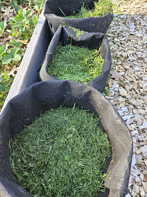 Grass clippings as mulch in grow bags for vegetable plants