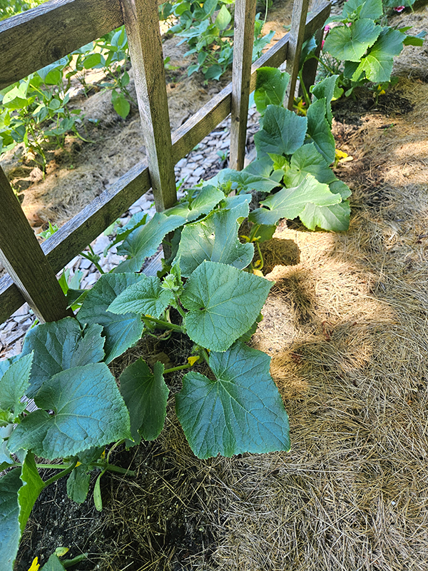 No weeds growing around the grass clipping mulch