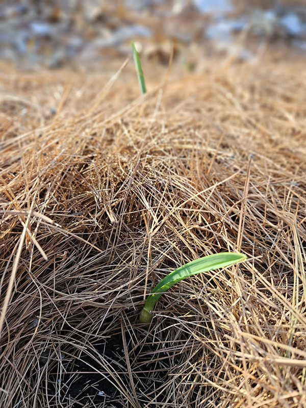 garlic sprouts