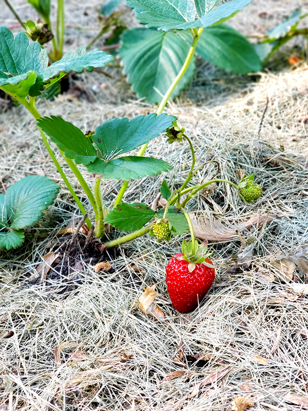 mulched strawberry plant