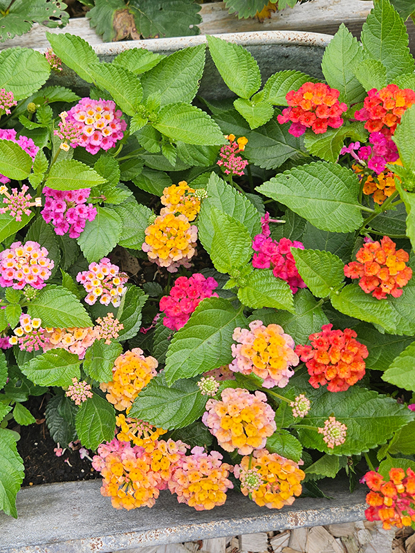 A variety of colorful lantana blooms in different shades