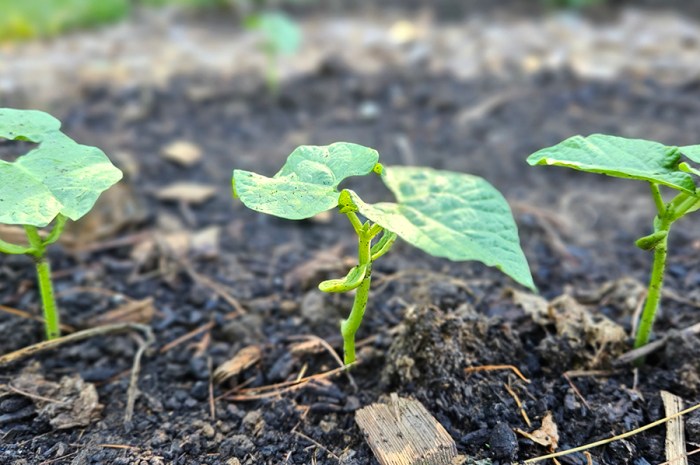 Green Bean Plants – How To Plant, Grow, & Care For Green Beans