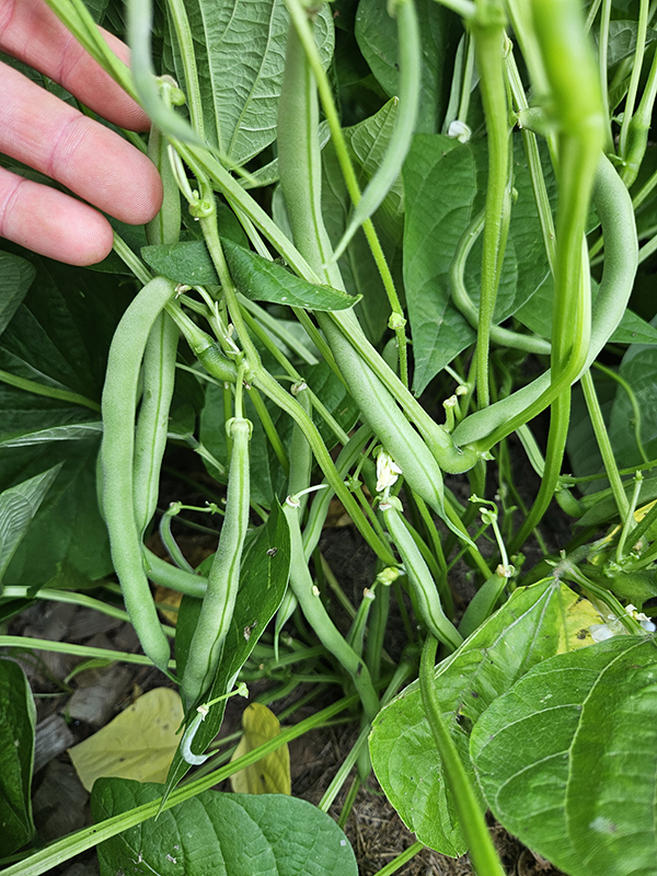 Blue Lake Bush variety