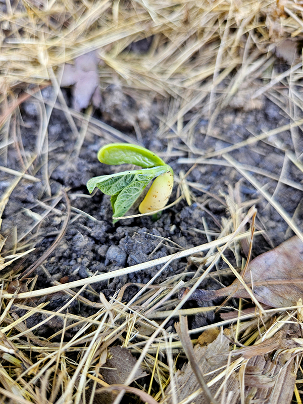 A newly sprouted green bean plant.