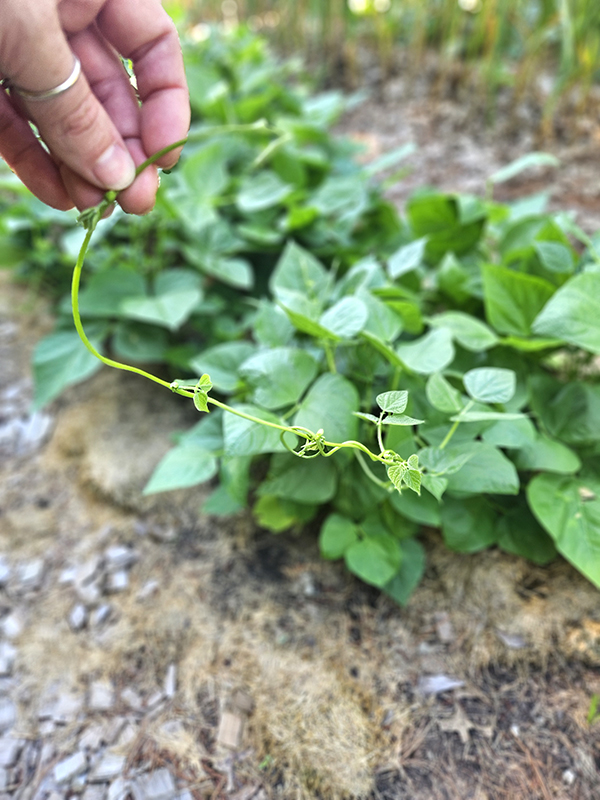 Vining green bean plant