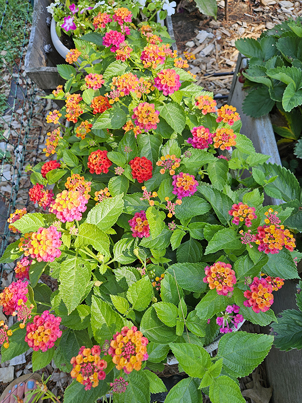 Overgrown container of lantana