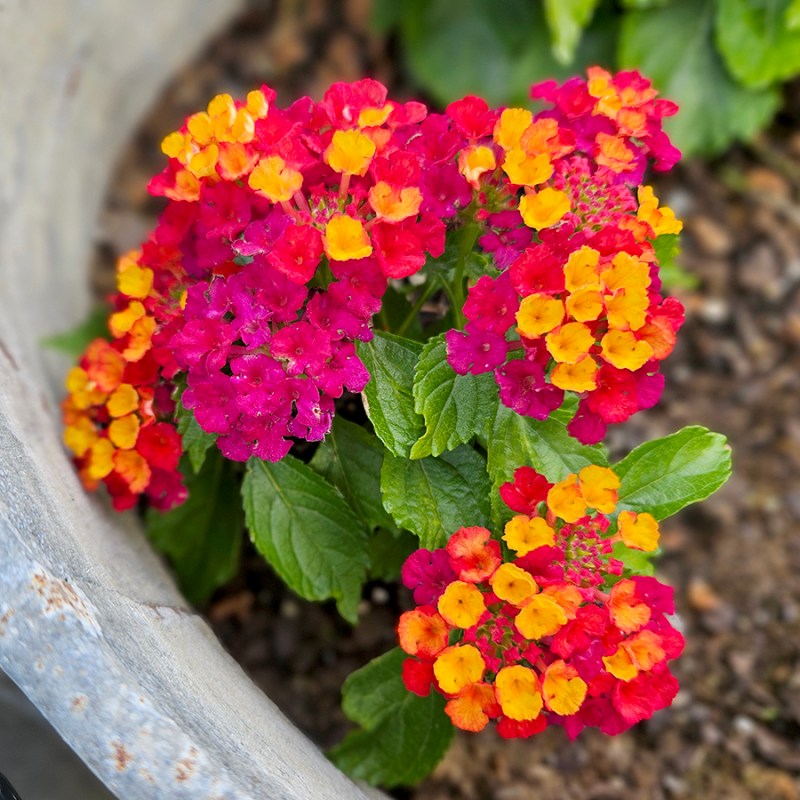 How To Grow Lantana - Colorful blooms in young plants