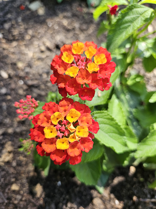 A hybrid lantant variety