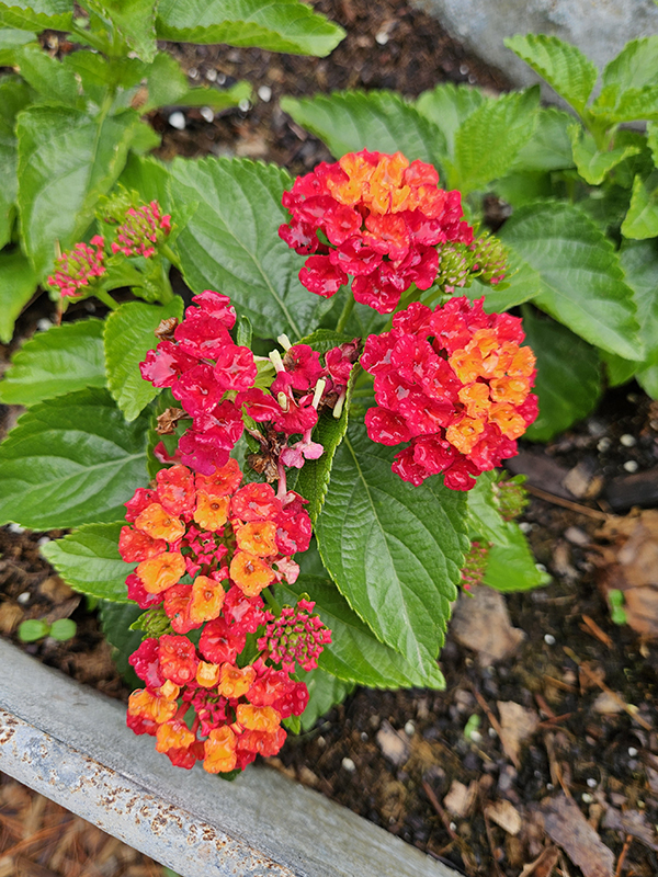 Water on the flower petals.
