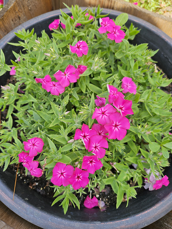 Phlox in containers