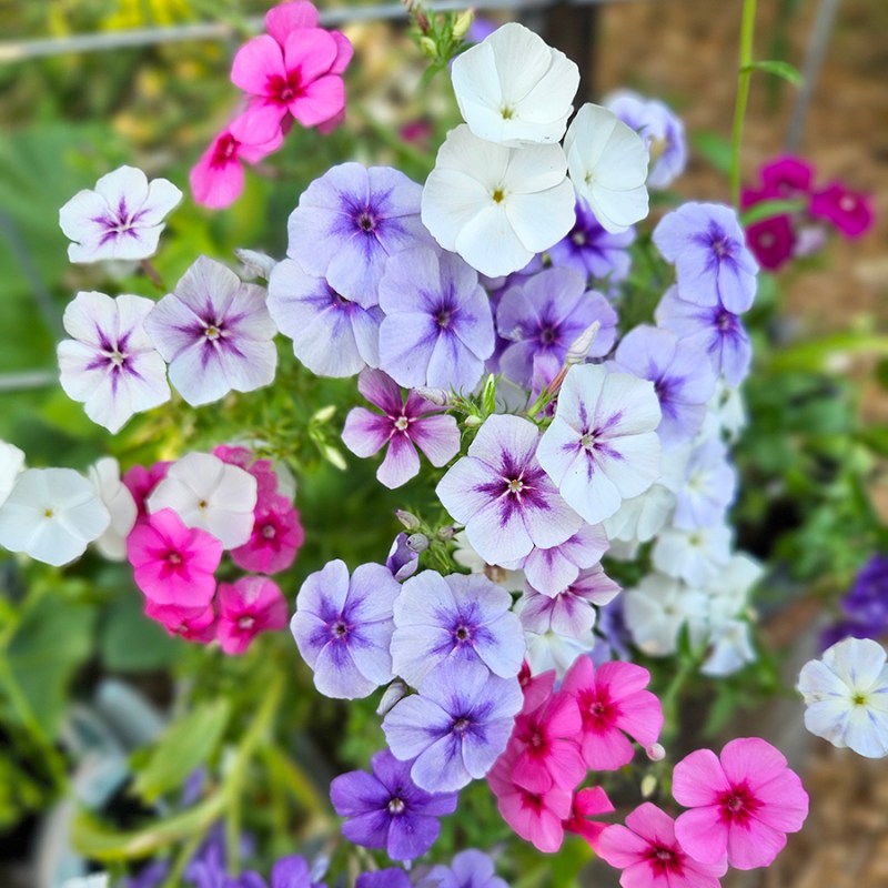 Pink, purple, and white annual phlox - how to grow