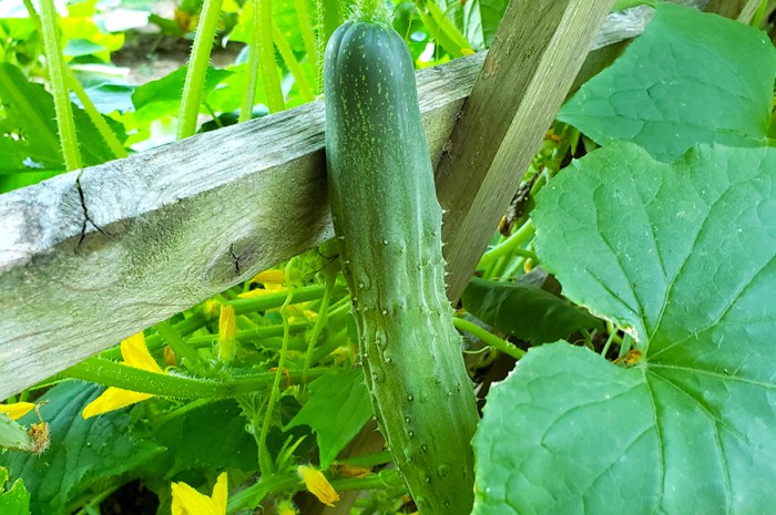 Growing Cucumbers – How To Plant, Grow, And Harvest Cucumbers