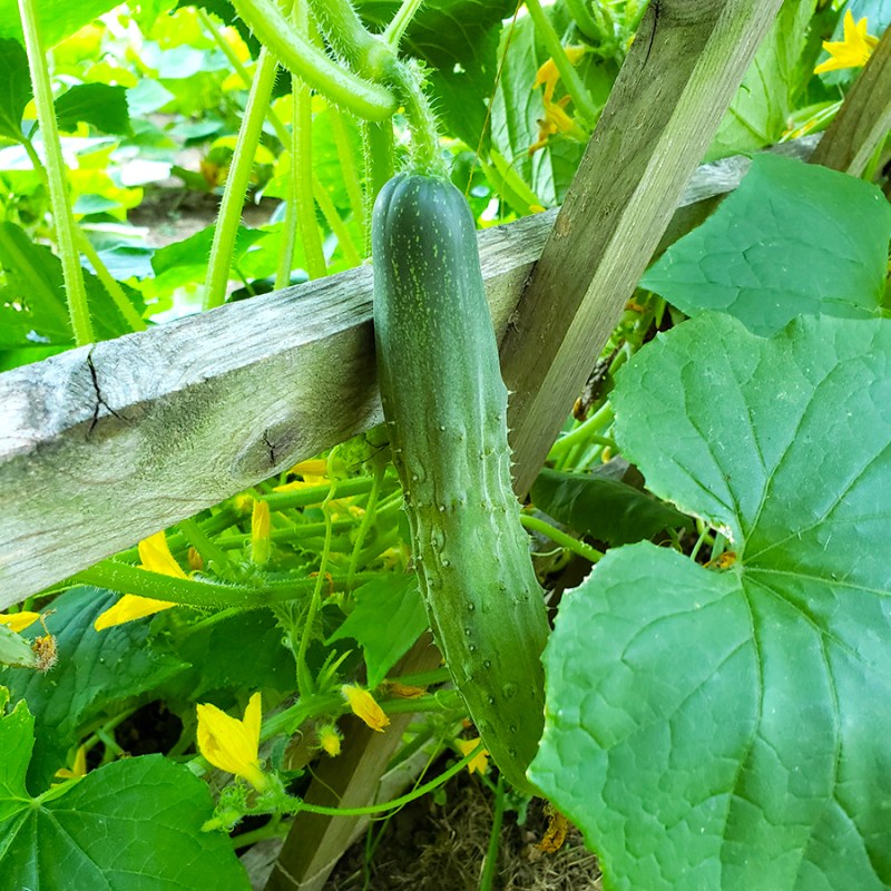 Growing Cucumbers On a wooden trellis