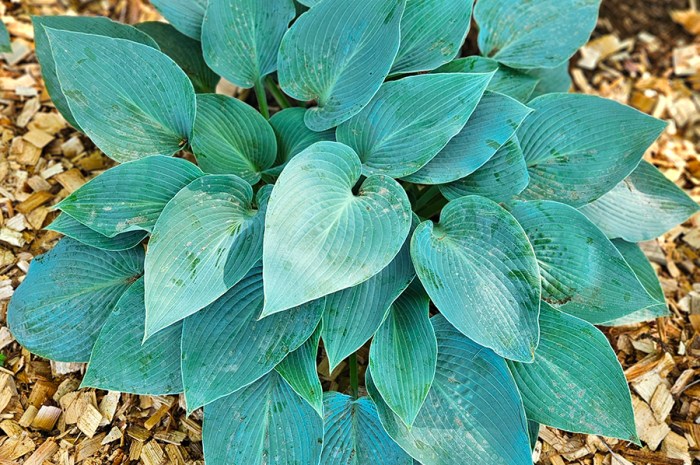 How To Grow Hostas – The Shade Loving Perennial