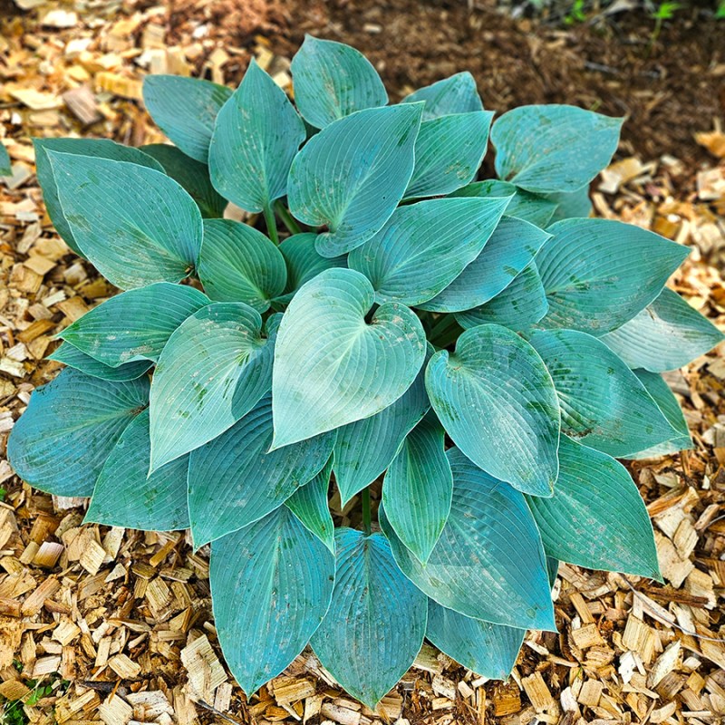 A blue-green hosta we grow in our property.
