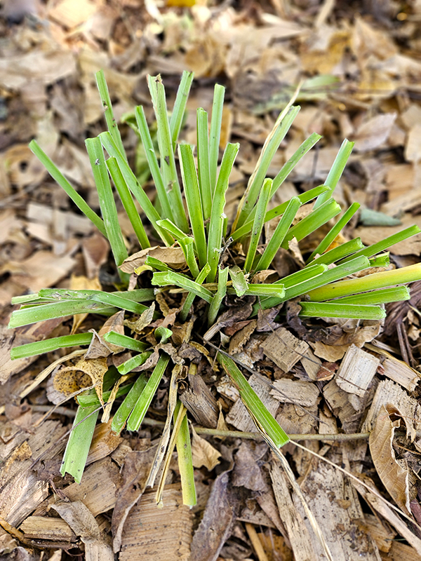A pruned hosta plant
