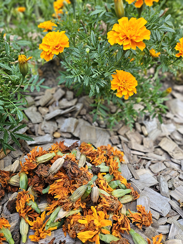 deadheaded marigold blooms