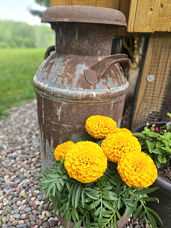 Yellow orange African Marigolds