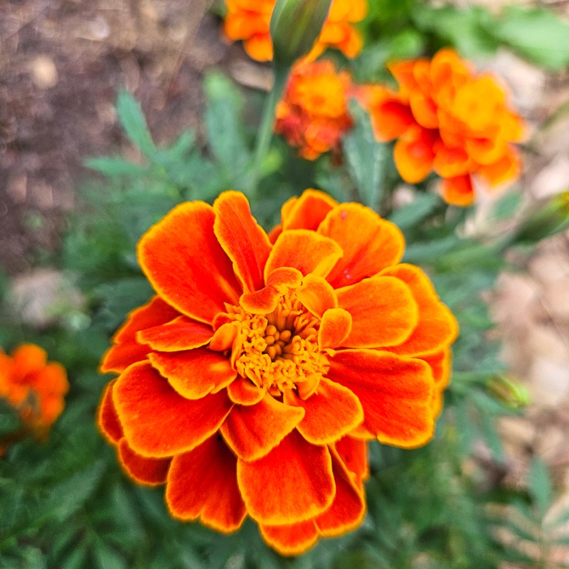 A beautiful marigold bloom