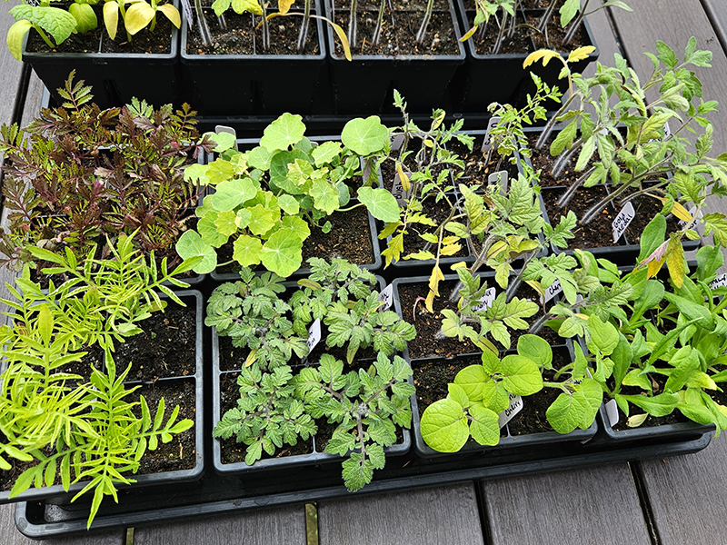 A variety of seedlings hardening off outside