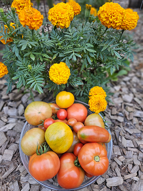Harvested tomatoes next to marigolds growing