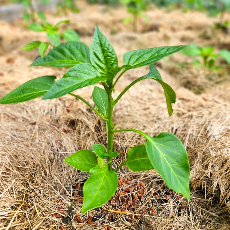 Planting and growing pepper plants - a young seedling in a raised bed with grass clipping mulch