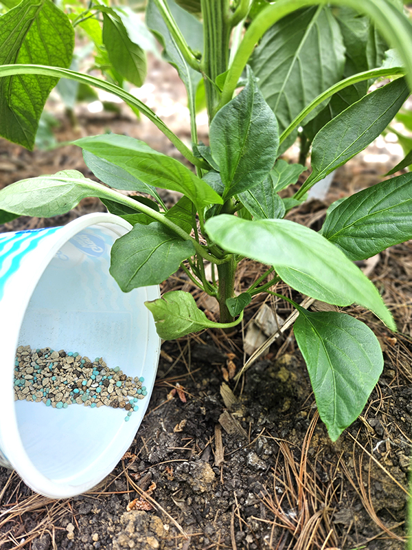 Fertilizing plants - Planting and growing peppers