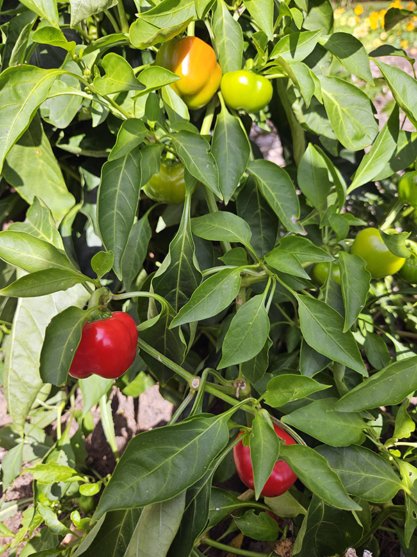 Mini bell peppers - Planting and growing peppers