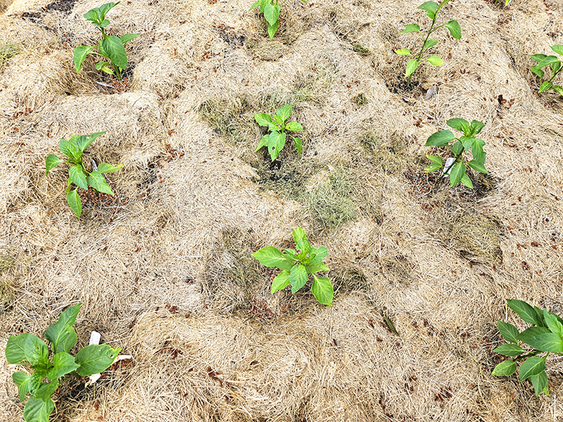 Pepper plants with lots of thick grass clippings as mulch