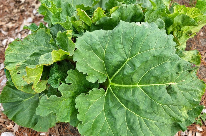 Growing Rhubarb In Your Garden – From Planting To Harvesting