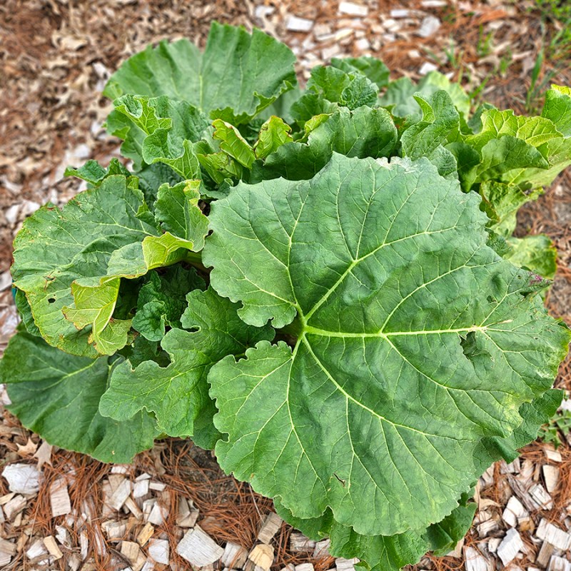 A young rhubarb plant growing in our garden