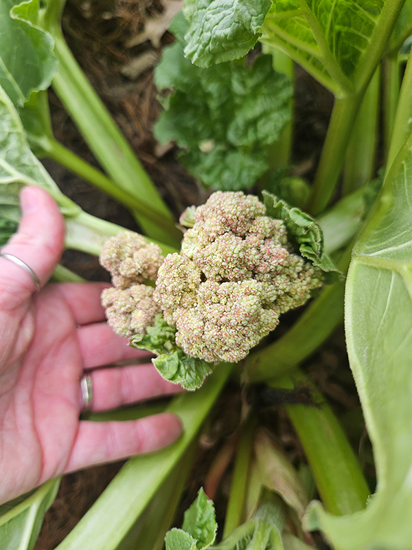 A growing rhubarb plant with a flower stalk