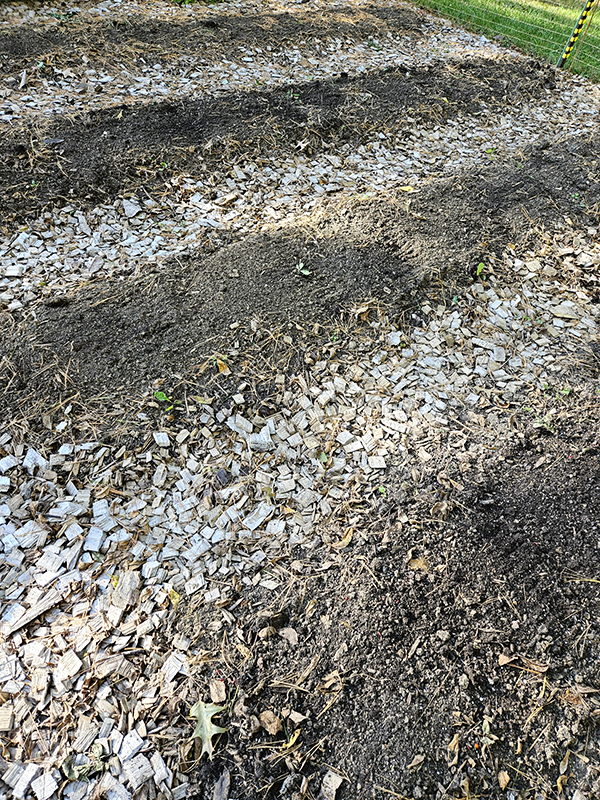 Growing rows of bare soil