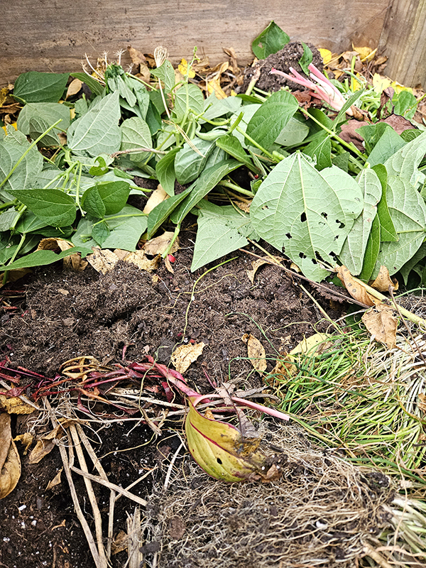 A pile of plant debris in a compost bin - growing rows in the fall