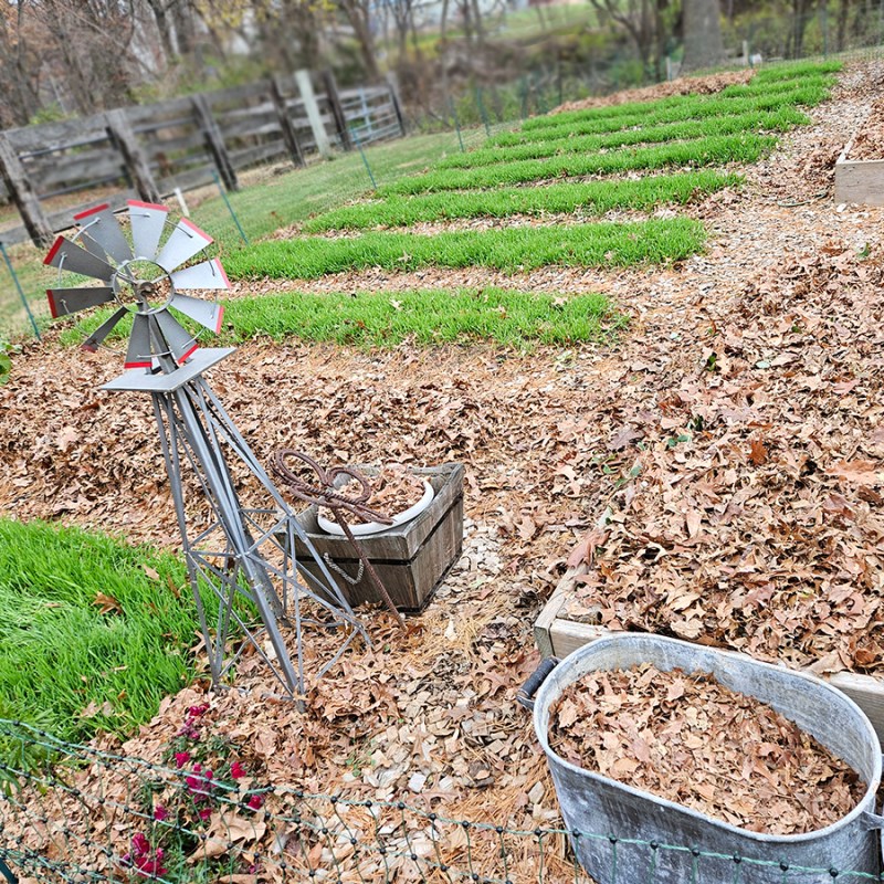growing rows in the fall