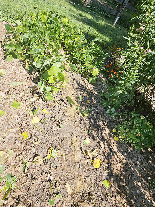 Green bean plants being pulled from growing rows in the fall.