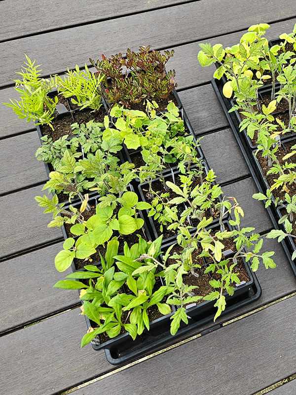 Hardening off indoor planted seeds - growing strawflowers
