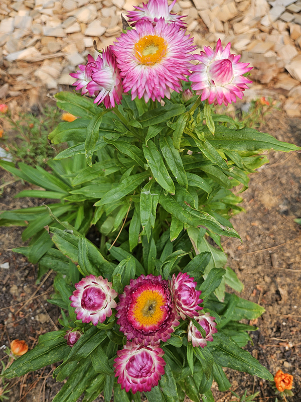 Pink strawflowers - growing strawflowers