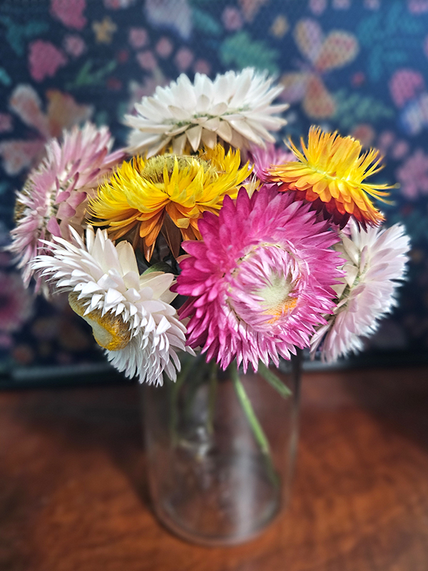 A colorful array of dried blooms - growing strawflowers