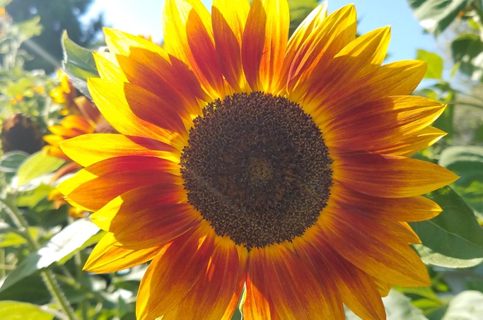 Growing Sunflowers From Seed – From Planting Until Harvest